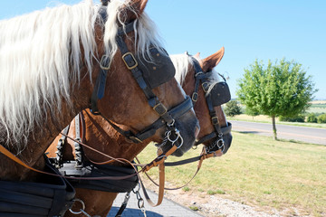 Two horses with blinders standing in the sun near a road