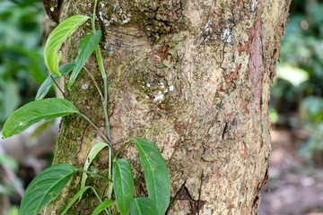 Blurred nature background with rainforest flora of Amazon River basin in South America