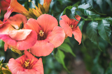 Orange flowering Campsis radicans or trumpet vine