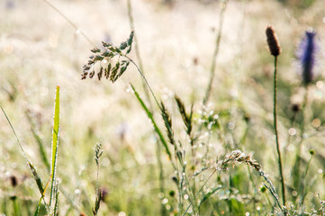 Close up. Summer wild grass, covered with dew, at dawn, against the background of the field.