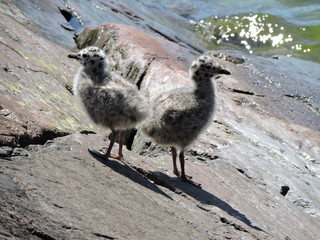seagull chicks on the beach