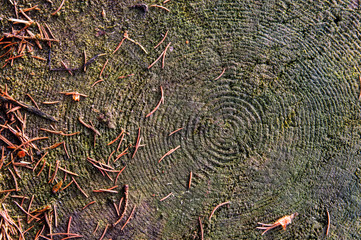 Close up, macro, top view. Old stump in the forest. Textured surface of an old tree.
