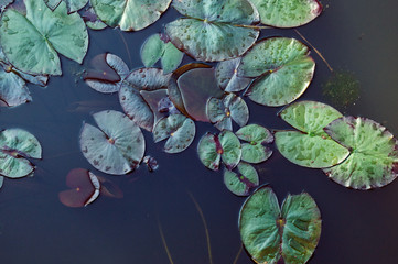 Top view. Close up. The surface of the summer lake, overgrown with leaves of water lilies. Background.