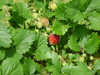 strawberry on a bush