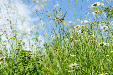Close up. Summer field with herbs and chamomiles. Against the background of a blue sky with small white clouds. Copy space.