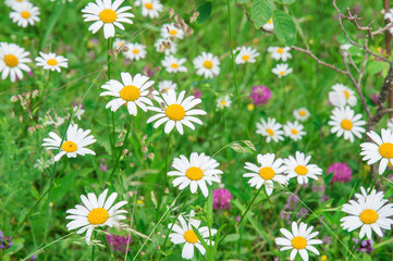 Fototapeta premium Close up. Summer field with chamomiles and clover.