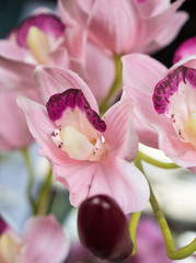 close up of orchid petal