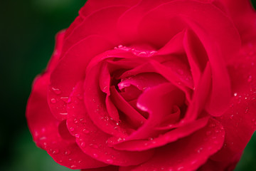 red rose