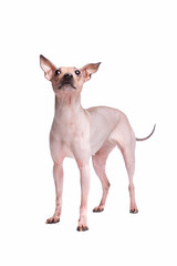 American Hairless Terrier