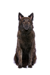 Long-haired Dutch Shepherd
