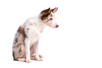 red merle border collie puppy