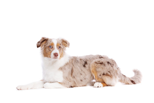 Red Merle Miniature American Shepherd