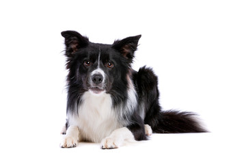 black and white border collie dog