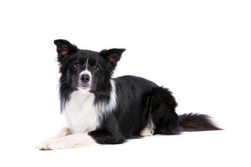 black and white border collie dog