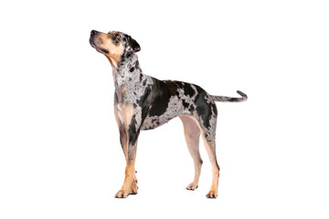 Louisiana Catahoula Leopard dog