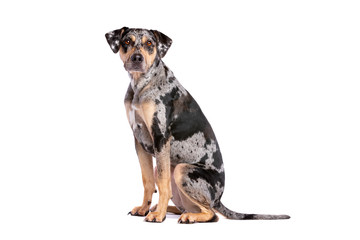 Louisiana Catahoula Leopard dog © Erik Lam