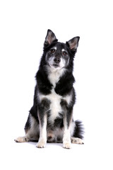 Icelandic Sheepdog or Icelandic Spitz