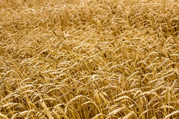 Wheat spikelets in the field. Wheat spikelets pattern. Background of wheat spikelets.
