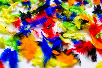 Multi colored and colorful feather background.Background from feathers of  birds. Bright colored feathers, exotic background.multi-colored feathers for hand-made. very beautiful multi-colored feathers