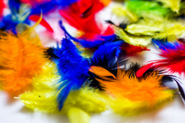 Multi colored and colorful feather background.Background from feathers of  birds. Bright colored feathers, exotic background.multi-colored feathers for hand-made. very beautiful multi-colored feathers