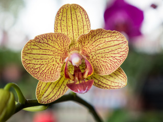 yellow striated orchid petal