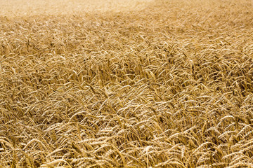 Wheat spikelets in the field. Wheat spikelets pattern. Background of wheat spikelets.