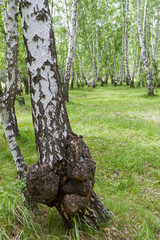 birch growth on a tree