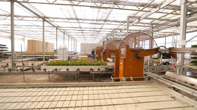 Flowers on the conveyor line. Industrial interior. Colorful flowers in modern greenhouse. Modern automated greenhouse. Geranium on conveyor