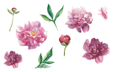 Set of watercolor peonies with leaves and buds.