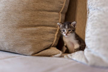 Fototapeta na wymiar Kitten playing on the sofa
