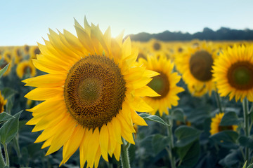 Field of blooming sunflowers