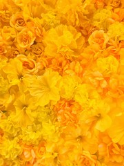 Beautiful Yellow flowers background.background flower.