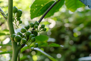 Blurred green background with berries and fruits of rainforest, jungle of Amazon River basin in South America © nomadkate