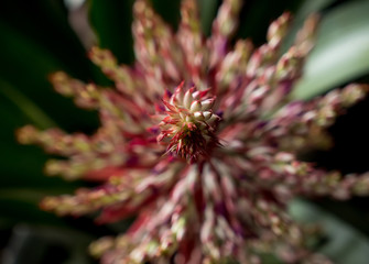 wierd shape orchid flower