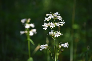 Fototapeta premium White Flowers in Green Summer Field