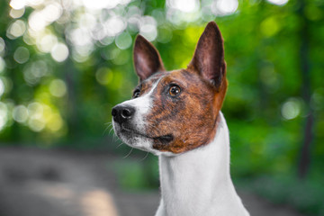 Portrait of a red basenji standing in a summer forest. Basenji Kongo Terrier Dog.