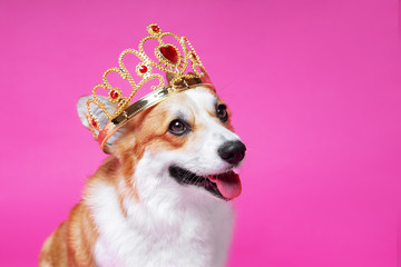 Funny dog pembroke welsh corgi in the crown, like a king, a prince on a pink studio background