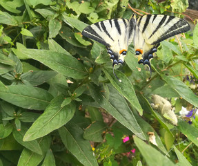 butterfly machaon sits on flowers and green leaves summer garden park