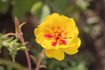 Flower Portulaca oleracea yellow. Floral background.