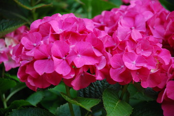 Pink Blooming Hydrangea