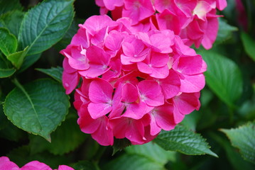 Obraz premium Pink Blooming Hydrangea