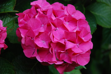 Fototapeta premium Pink Blooming Hydrangea