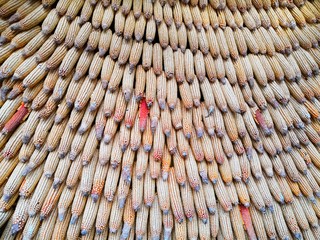 A wall of corn. Corn hanging on the wall. the texture of the corn cobs dry corn