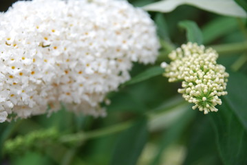 Amazing Butterfly-bush