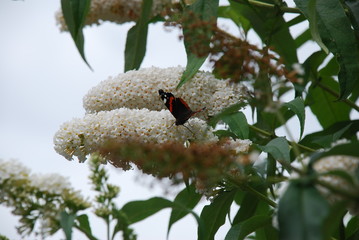 Amazing Butterflies on Butterfly-bush