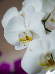 white orchid close up