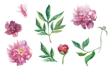 Set of watercolor peonies with leaves and buds. © Мария Минина