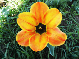Obraz na płótnie Canvas Varietà di tulipano giallo e rosso