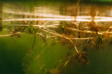The underwater world in the european lake. Plants, fish, bio-waste