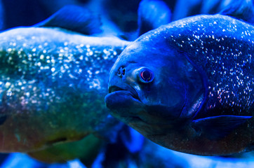 Piranha fish large in water two